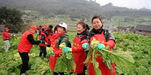 助农收砍青菜头 琢胜（重庆）建筑修缮志愿者在行动