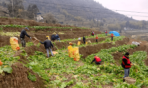 助农收砍青菜头 重庆市涪陵区华岩应急救援队在行动